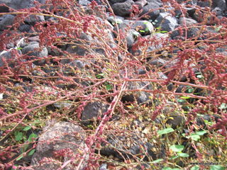 uccio-13-11-2012 09-14-37